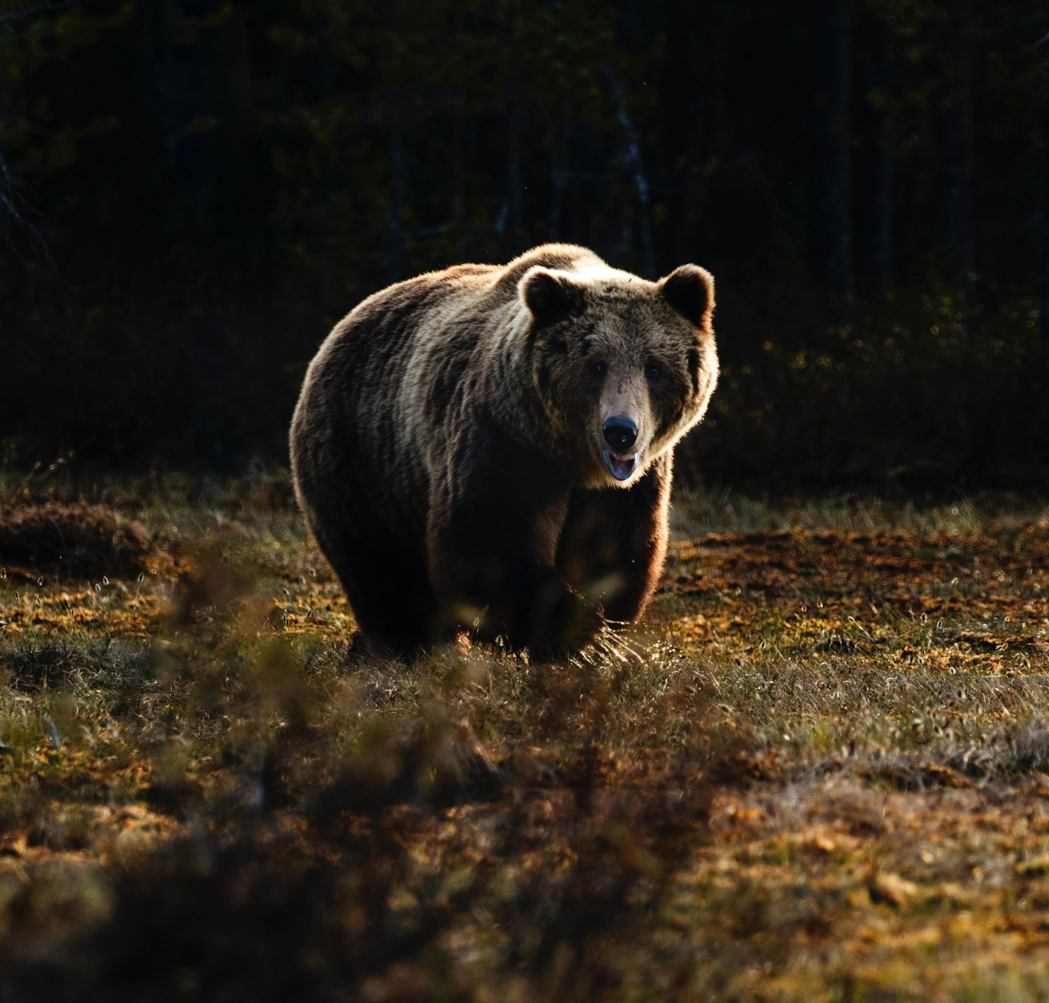 男性がクマの赤ちゃんを救い、その母クマの反応は予想外だった！