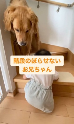 階段で赤ちゃんを見つけた犬の予想外の保護反応