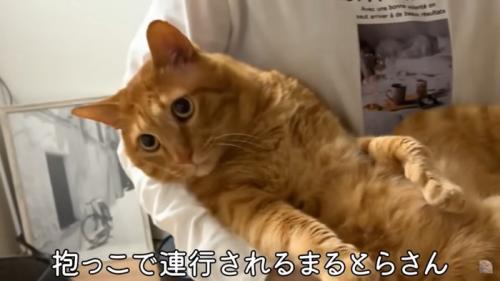 猫のお風呂タイムが予期せぬ救助要請に変わる