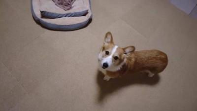 訪問中、犬の兄に対する狂気じみた愛情が全面に表れた