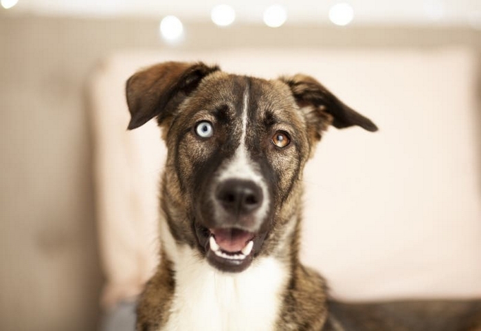 Rescuers Untie Chained Dog, but He Refuses to Move – When They Look Under Him, They’re Shocked