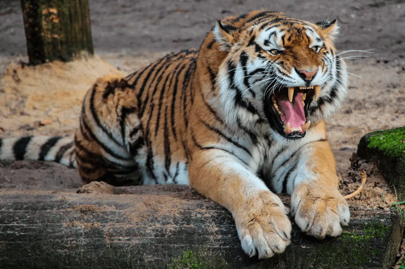 獣医はこの肥満トラを見て目を疑った、お腹の中身を見てもっと驚いた